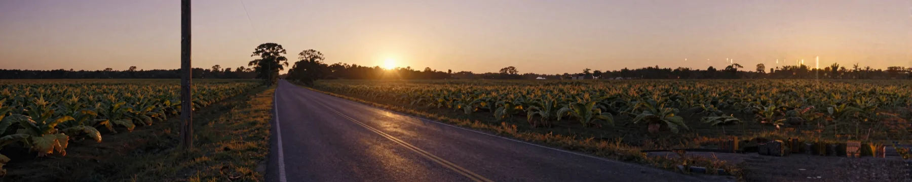 A dirt road bisecting golden tobacco fields.