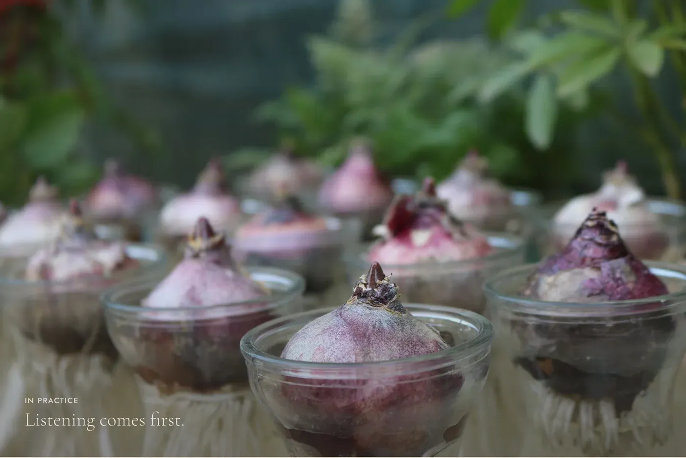 Brand photography: hyacinth bulbs in glass jars with the caption 'Listening comes first'.